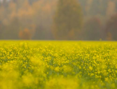 CSGO AWM皮肤全解析：从经典收藏到稀有绝版