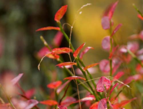 CF单人挑战分数低？这些技巧助你轻松提升