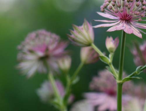 CF挑战模式刷分攻略：白银段位需要多少分？