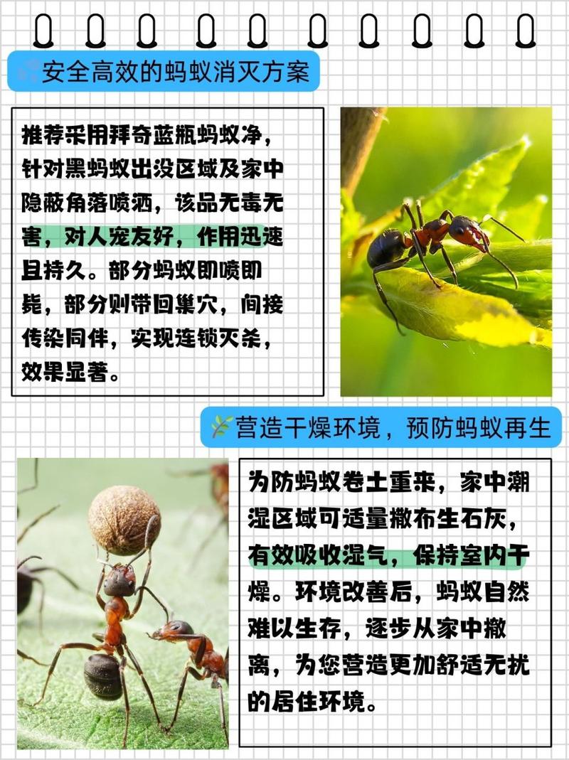 突然火起来的蚂蚁牙黑，究竟是什么意思？