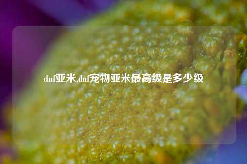 dnf亚米,dnf宠物亚米最高级是多少级